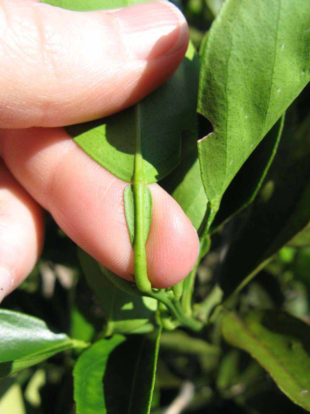              Petiole (Winter Haven, FL)       